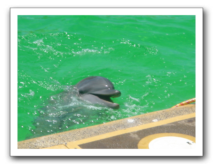 Puerto Vallarta 223