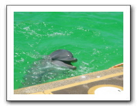 Puerto Vallarta 223