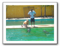 Puerto Vallarta 226