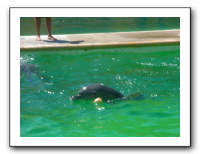 Puerto Vallarta 229