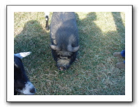 Emilie & Friends 01-06 052