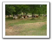 Family Reunion-July 4th 2006 667