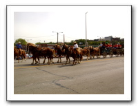 American Royal Parade with Max 016