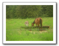 Garrett Creek Ranch 177