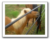 Garrett Creek Ranch 195