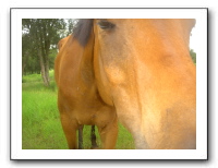 Garrett Creek Ranch 199