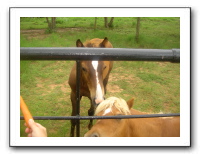Garrett Creek Ranch 205