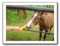 Garrett Creek Ranch 206