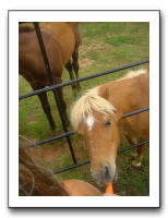 Garrett Creek Ranch 207