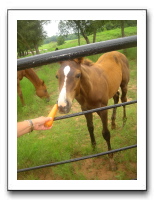 Garrett Creek Ranch 208