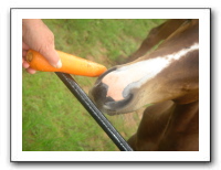 Garrett Creek Ranch 210