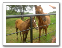 Garrett Creek Ranch 216