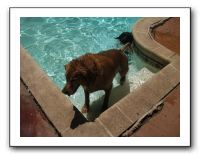 Emilie and Friends at the Pool 07-26-09 016