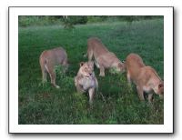 KC Zoo Party - Aug 2009 138