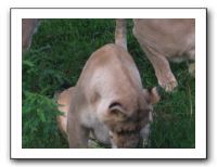 KC Zoo Party - Aug 2009 139