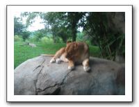 KC Zoo Party - Aug 2009 149