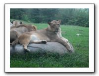 KC Zoo Party - Aug 2009 151