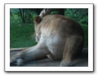 KC Zoo Party - Aug 2009 152