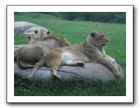 KC Zoo Party - Aug 2009 153