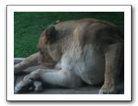 KC Zoo Party - Aug 2009 154