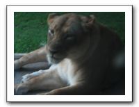 KC Zoo Party - Aug 2009 156