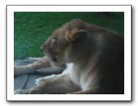 KC Zoo Party - Aug 2009 158