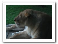 KC Zoo Party - Aug 2009 159