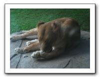 KC Zoo Party - Aug 2009 161