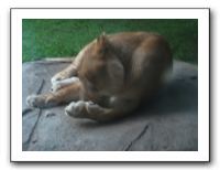 KC Zoo Party - Aug 2009 162