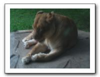 KC Zoo Party - Aug 2009 163