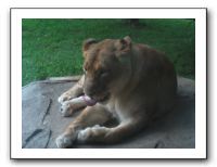 KC Zoo Party - Aug 2009 164
