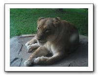 KC Zoo Party - Aug 2009 165
