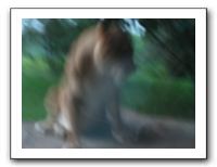 KC Zoo Party - Aug 2009 169