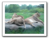 KC Zoo Party - Aug 2009 170