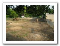 KC Zoo Party - Aug 2009 005