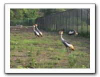 KC Zoo Party - Aug 2009 051