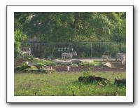 KC Zoo Party - Aug 2009 054