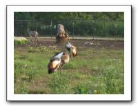 KC Zoo Party - Aug 2009 055