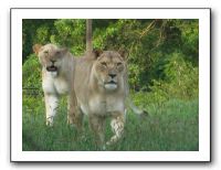 KC Zoo Party - Aug 2009 095