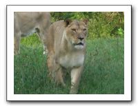 KC Zoo Party - Aug 2009 096