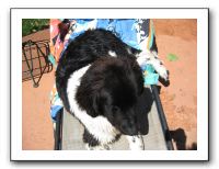 Emilie and the Gang Poolside - Aug 2009 022