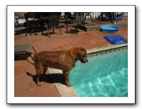 Emilie and the Gang Poolside - Aug 2009 052