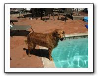 Emilie and the Gang Poolside - Aug 2009 053