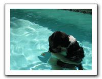 Emilie and the Gang Poolside - Aug 2009 059