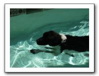 Emilie and the Gang Poolside - Aug 2009 067