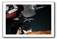 Emilie's Homecoming - Oct 2009 114
