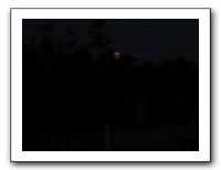 Powell Gardens Blue Moon - Oct 2009 026