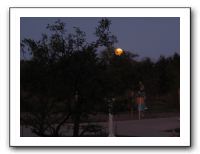 Powell Gardens Blue Moon - Oct 2009 027