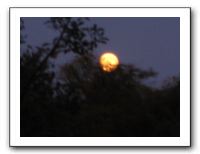Powell Gardens Blue Moon - Oct 2009 030