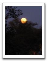Powell Gardens Blue Moon - Oct 2009 031